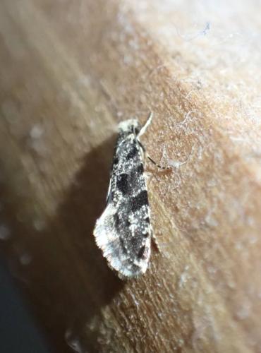 Réf. 296 450 : Nemapogon sp.